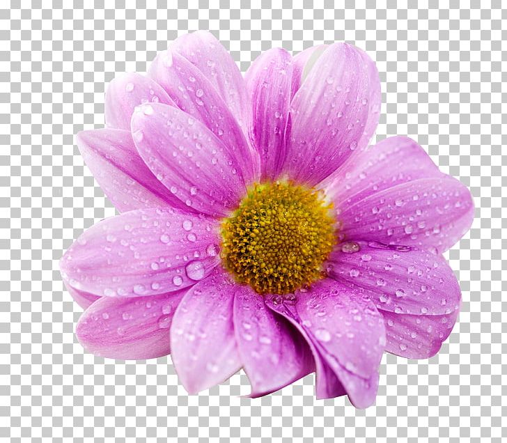 Ultra-high-definition Television 4K Resolution Flower PNG, Clipart, 1080p, Dahlia, Daisy Family, Flowers, Free Logo Design Template Free PNG Download