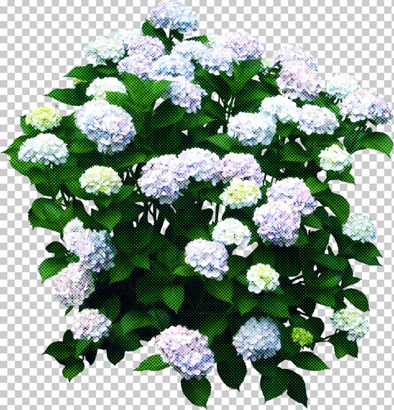 Rose PNG, Clipart, Alyssum, Annual Plant, California Lilac, Cornales, Cut Flowers Free PNG Download