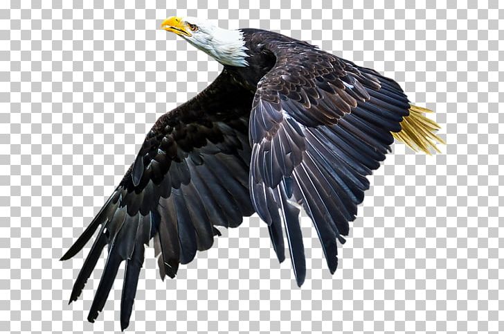 Bald Eagle Bird Of Prey Beak PNG, Clipart, Accipitriformes, Adler, Animal, Animals, Animal World Free PNG Download