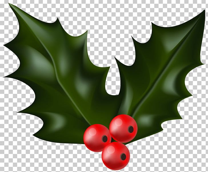 Common Holly Christmas Decoration PNG, Clipart, Aquifoliaceae, Aquifoliales, Christmas, Christmas Decoration, Christmas Tree Free PNG Download