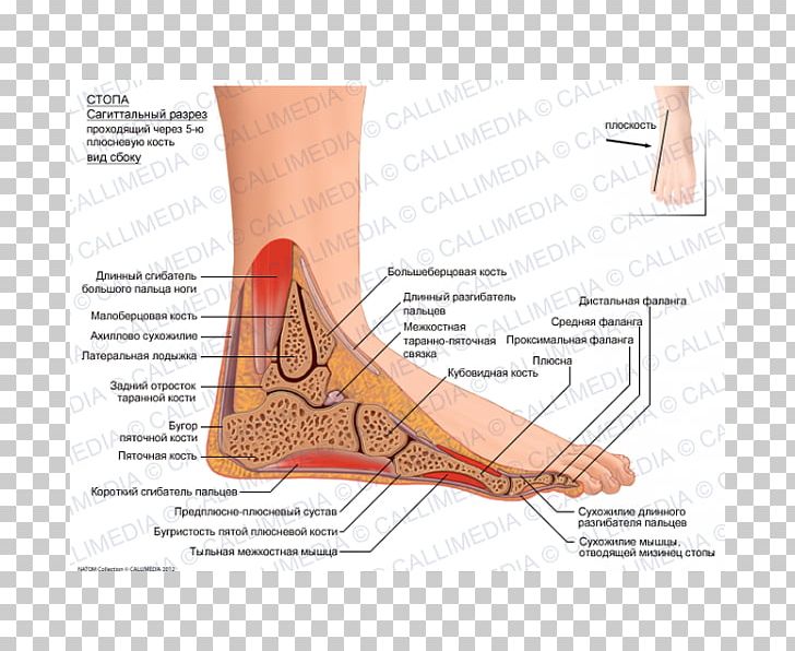 Finger Foot Sagittal Plane Flexor Digitorum Longus Muscle Flexor Hallucis Longus Muscle PNG, Clipart, Abdomen, Anatomy, Angle, Arm, Calcaneus Free PNG Download