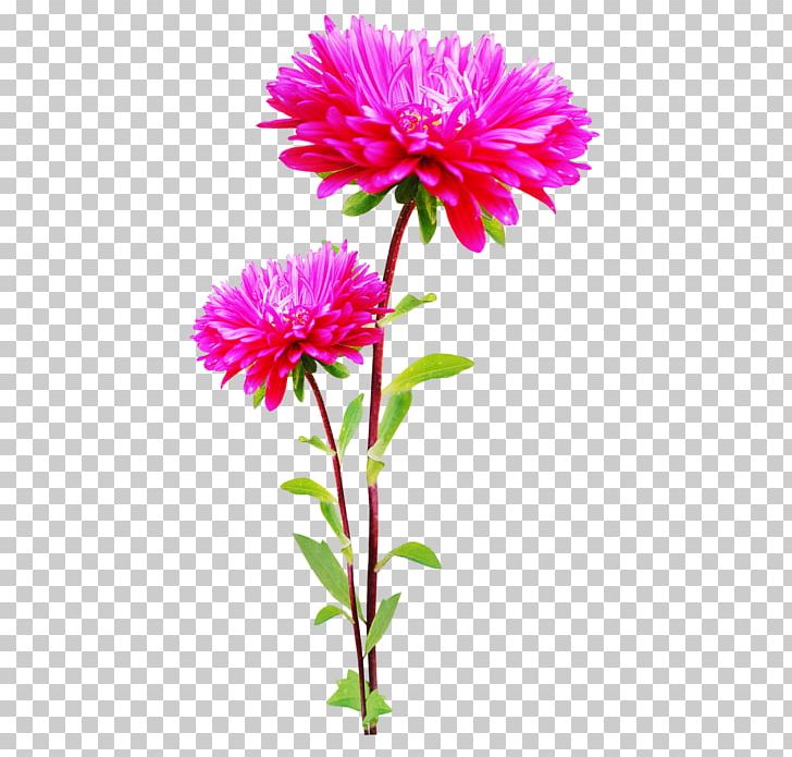 Flower PNG, Clipart, Annual Plant, Aster, Chrysanths, Cut Flowers, Dahlia Free PNG Download