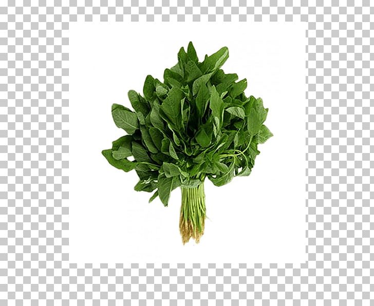 Leaf Vegetable Amaranthus Viridis Spinach Seed PNG, Clipart, Amaranth, Amaranthaceae, Amaranthus Viridis, Chili Pepper, Coriander Free PNG Download