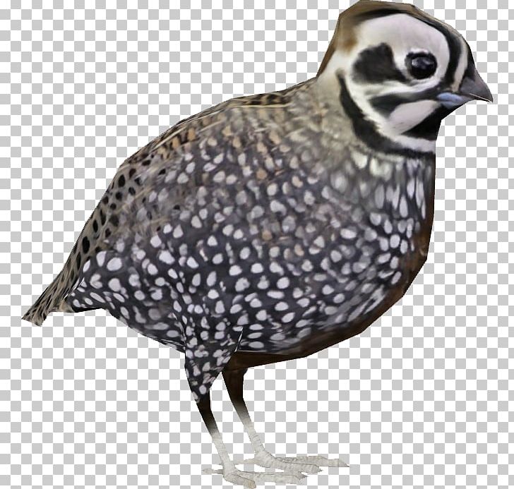 Quail Fauna Beak Feather Neck PNG, Clipart, Animals, Beak, Bird, Fauna, Feather Free PNG Download