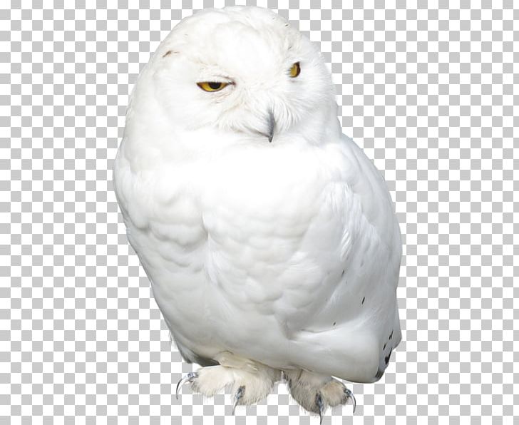 Snowy Owl Bird PNG, Clipart, Animals, Beak, Bird, Bird Of Prey, Birds Free PNG Download