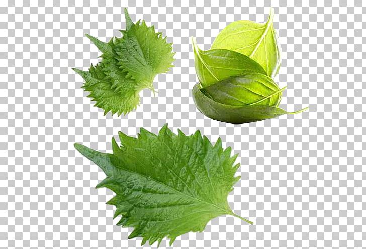 Leaf Vegetable Basil Herb PNG, Clipart, Autumn Leaves, Banana Leaves, Beefsteak Plant, Condiment, Curly Free PNG Download