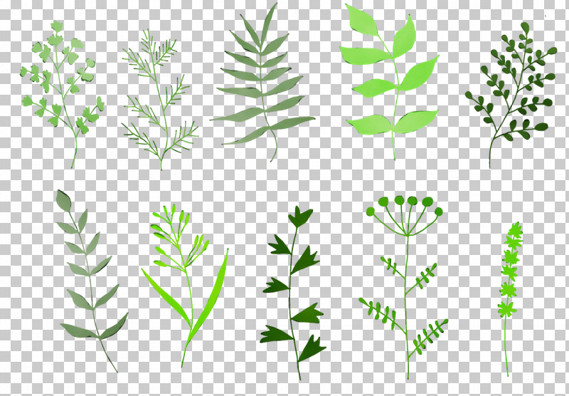Leaf Plant Stem Herbal Medicine Grasses Herb PNG, Clipart, Commodity, Geometry, Grasses, Herb, Herbal Medicine Free PNG Download