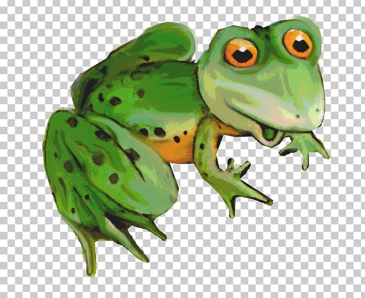 American Bullfrog Toad Tree Frog True Frog PNG, Clipart, American Bullfrog, Amphibian, Animal, Animals, Bullfrog Free PNG Download