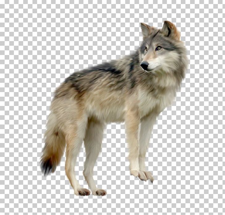 Gray Wolf Computer Icons PNG, Clipart, Canis Lupus Tundrarum, Carnivoran, Coyote, Czechoslovakian Wolfdog, Desktop Wallpaper Free PNG Download