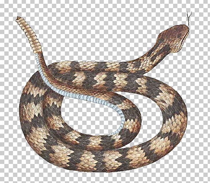 Rattlesnake Vipers Reptile Animal PNG, Clipart, Animal, Animals, Boas, Colubridae, Crotalus Cerastes Free PNG Download