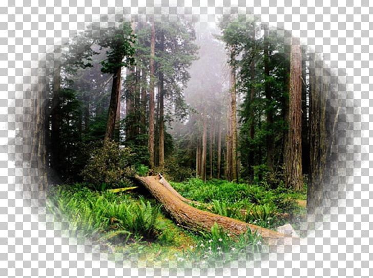 Redwood National And State Parks Sequoia National Park Olympic National Park Yosemite National Park Chandelier Tree PNG, Clipart, Biome, Computer Wallpaper, Forest, Jungle, Landscape Free PNG Download