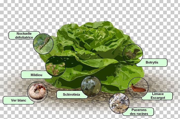 Romaine Lettuce Downy Mildew Disease Salad PNG, Clipart, Disease, Downy Mildew, Grass, Jauche, Lactuca Free PNG Download