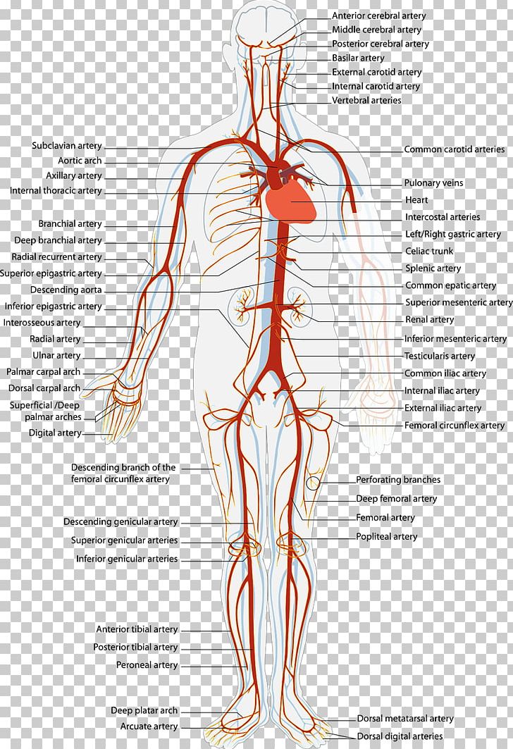 Imgbin Arteries And Veins Circulatory System Artery Human Body Blood DY1c1yGNvVKEYfCpCAUMXQ3uj 