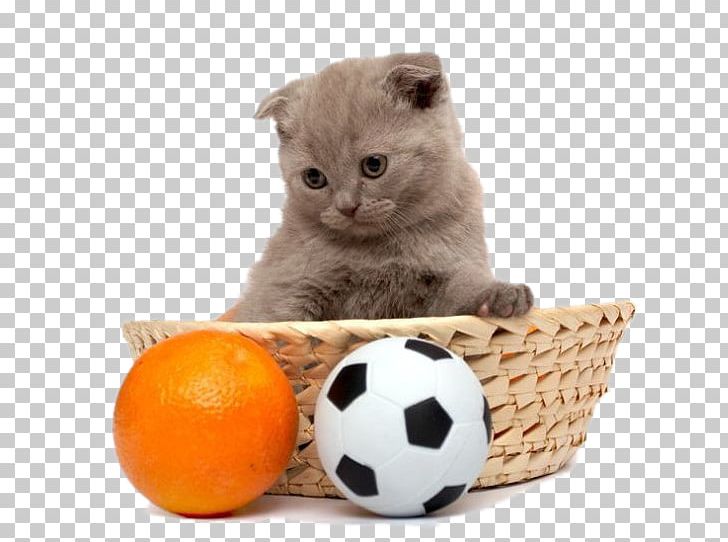 Cat Kitten Dog Puppy PNG, Clipart, Abs, Animals, Animals Pets, Ball, Carnivoran Free PNG Download