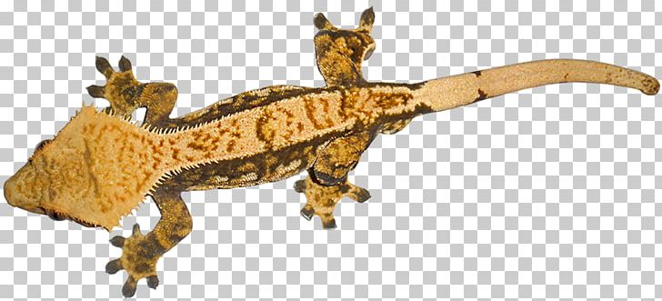 Crested Gecko Lizard Common Leopard Gecko PNG, Clipart, Animal, Animal Figure, Animals, Common Leopard Gecko, Correlophus Free PNG Download