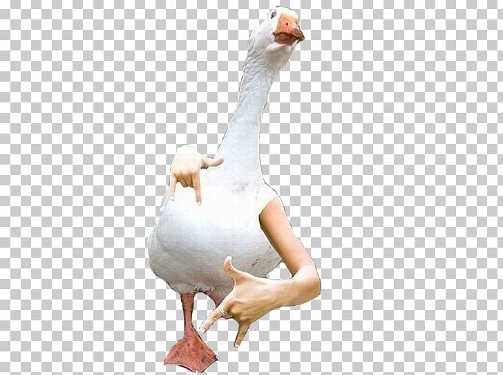 Domestic Goose Duck Bird Cygnini PNG, Clipart, Animals, Anser, Beak, Bird, Chicken Free PNG Download