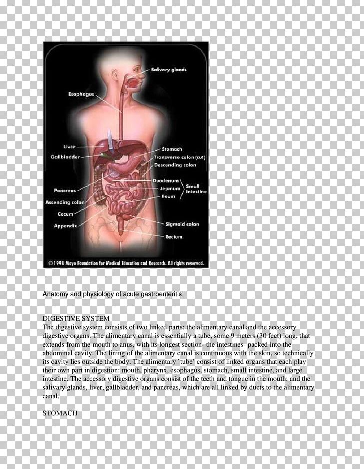 Gastrointestinal Tract Human Digestive System Poliomyelitis Digestion Small Intestine PNG, Clipart, Acute, Anatomy, Chest, Chyme, Digestion Free PNG Download