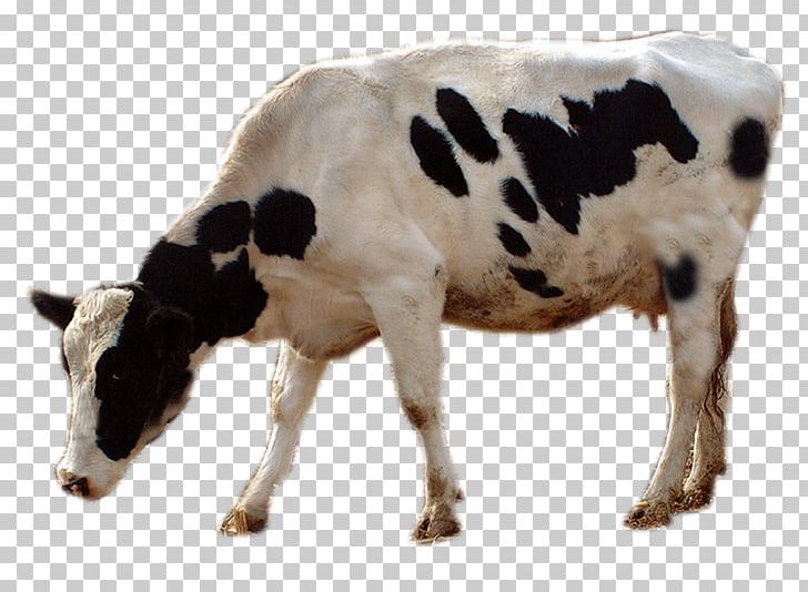 Cattle Livestock Grazing PNG, Clipart, Animal, Animals, Calf, Cattle Like Mammal, Cow Free PNG Download