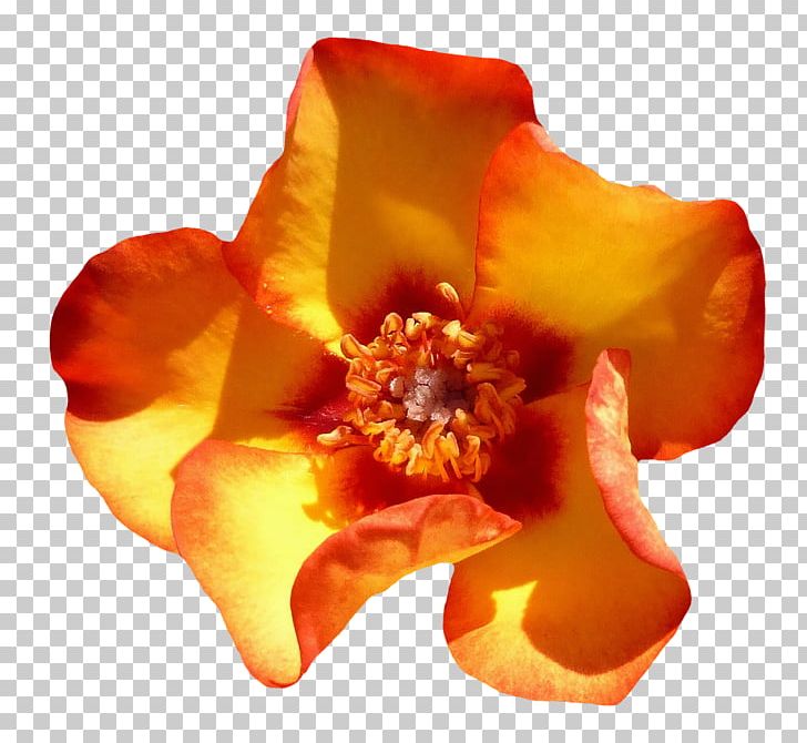 Flower Rose PNG, Clipart, Beach Rose, Desktop Wallpaper, Encapsulated Postscript, Floral Design, Flower Free PNG Download