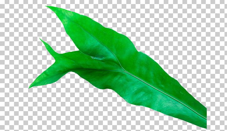 Leaf Plant Burknar Green Vascular Bundle PNG, Clipart, Burknar, Chloroplast, Fern, Grass, Green Free PNG Download