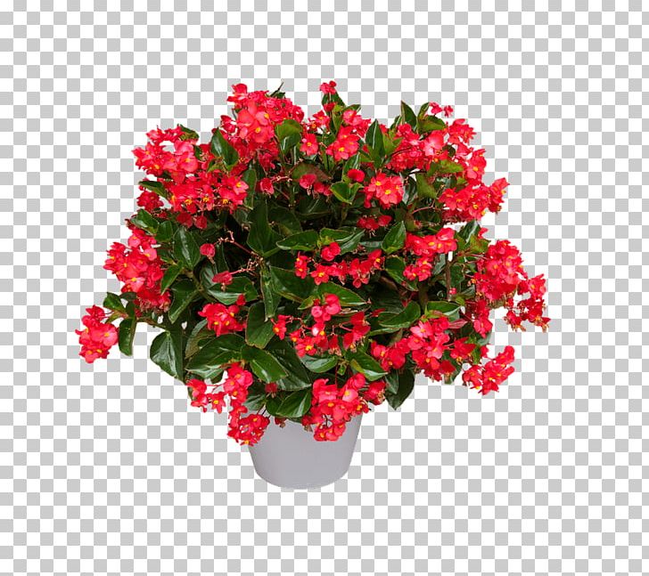 Tuberous Begonias Azalea Flower Houseplant PNG, Clipart, Annual Plant, Aspidistra Elatior, Azalea, Begonia, Blume Free PNG Download
