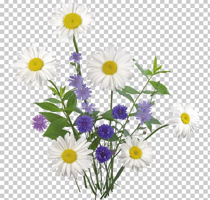 Chamomile A PNG, Clipart, Annual Plant, Chamomile, Daisy Family, Document File Format, Flower Free PNG Download