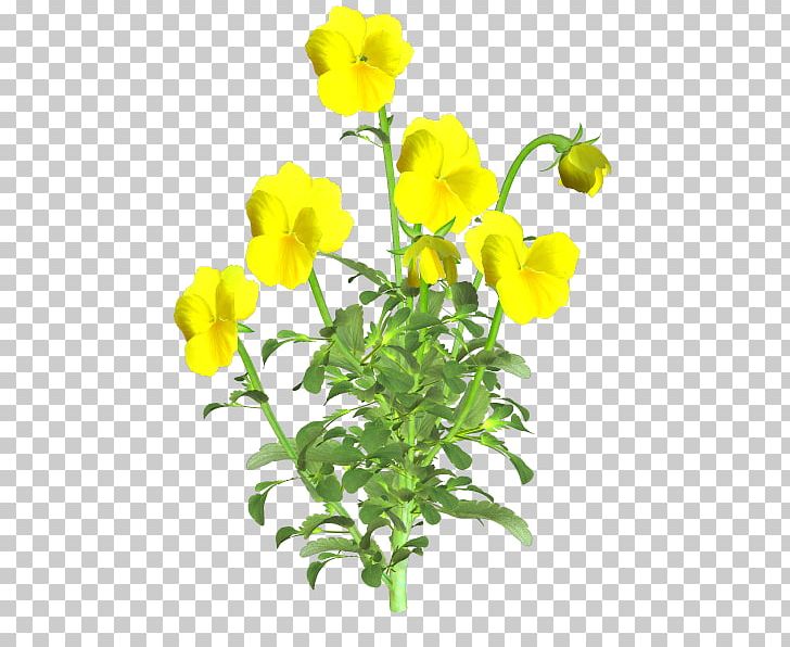 Cut Flowers Plant Stem PNG, Clipart, Cut Flowers, Flower, Flowering Plant, Herbaceous Plant, Mustard Free PNG Download