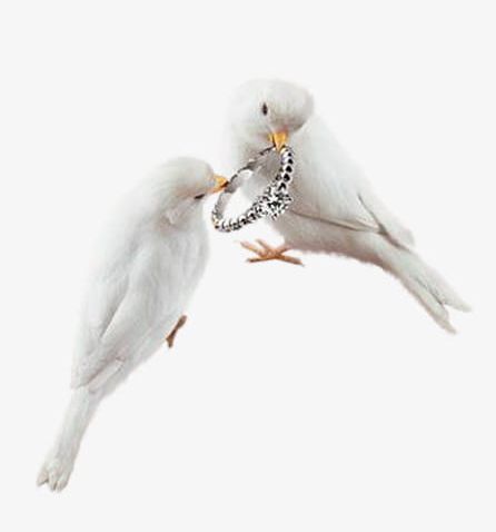 White Pigeon PNG, Clipart, Birds, Dangling, Diamond, Diamond Ring, Dove Free PNG Download