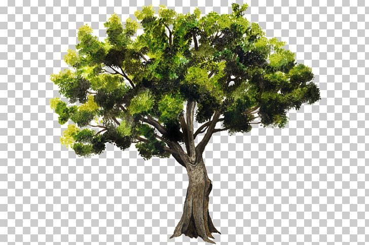 Branch Accroforest Peyrins Tree Pointleaf Manzanita Ehretia Tinifolia PNG, Clipart, Adventure Park, Bark, Branch, Crown, Follaje Free PNG Download