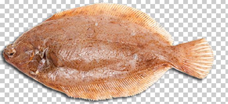 Flounder Sole Fish Products Halibut PNG, Clipart, Animals, Animal Source Foods, Atlantic Halibut, Common Dab, Common Sole Free PNG Download