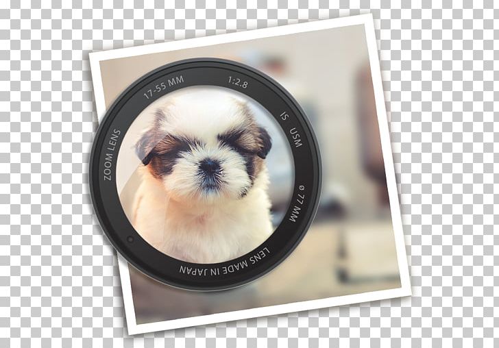 Shih Tzu Motion Blur Photography PNG, Clipart, Apple, App Store, Blur, Carnivoran, Companion Dog Free PNG Download