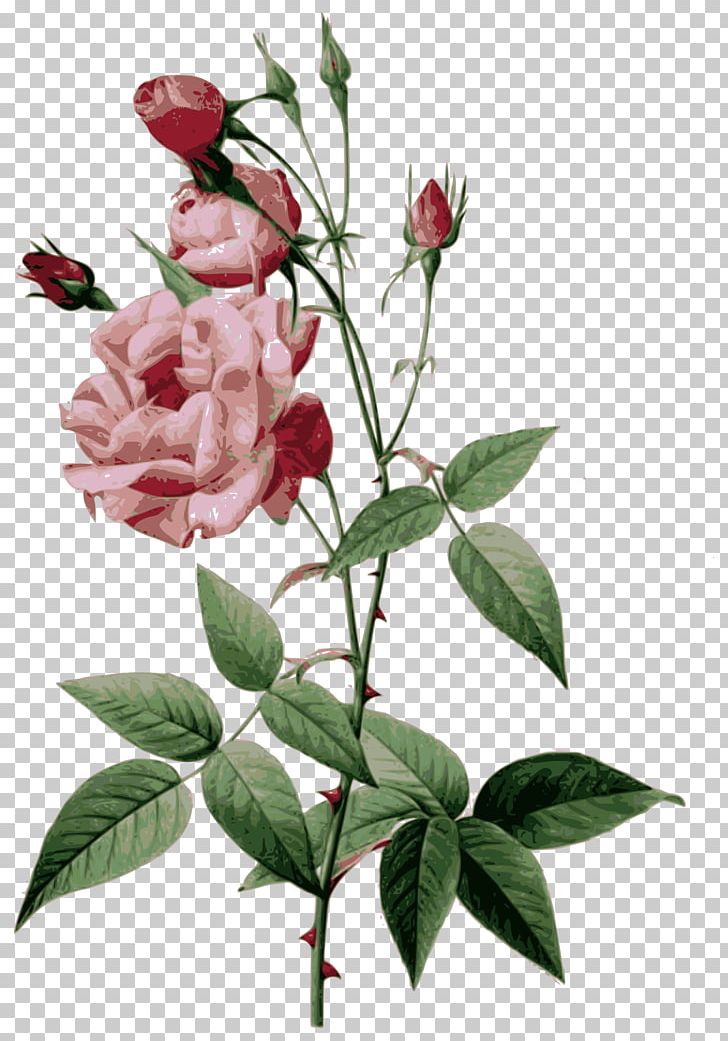Canvas Print Art Rose PNG, Clipart, Artist, Botanical Illustration, Branch, Bud, Canvas Free PNG Download