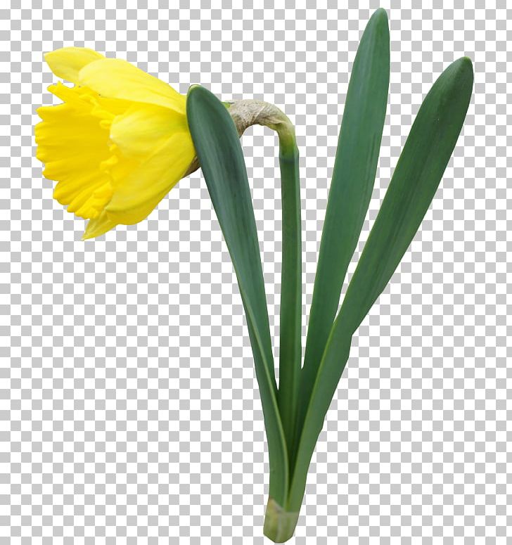 Daffodil Flower PNG, Clipart, Amaryllis Family, Blog, Color, Cut Flowers, Daffodil Free PNG Download