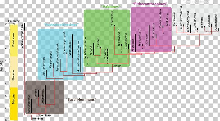 Neanderthal Homo Sapiens Upright Man Homo Antecessor Hominini PNG, Clipart, African Apes, Angle, Brand, Clade, Denisovan Free PNG Download