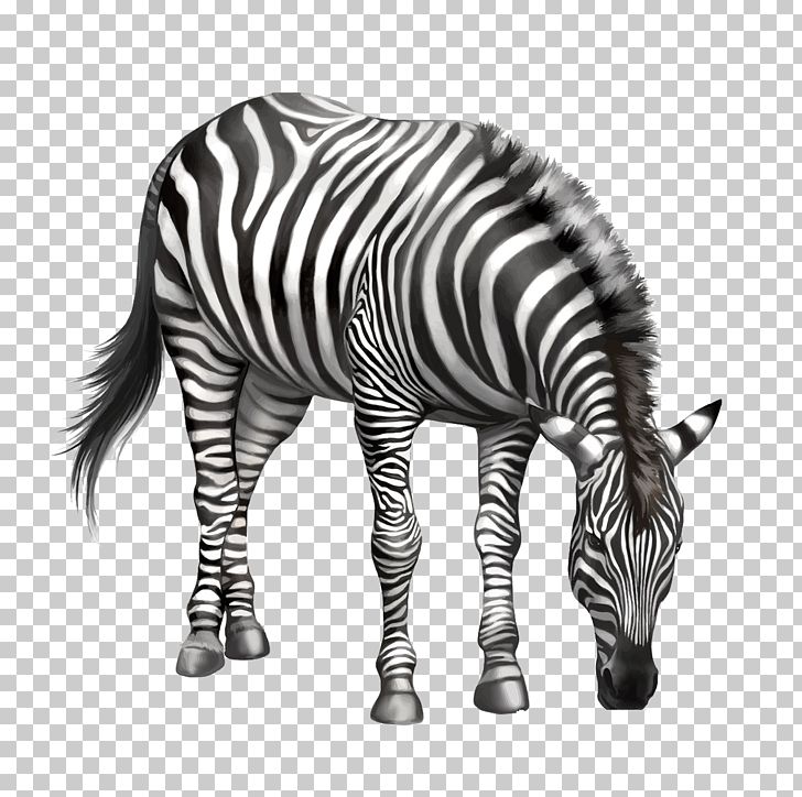Zebra Drawing PNG, Clipart, Animals, Black And White, Bow, Bows, Bow Tie Free PNG Download