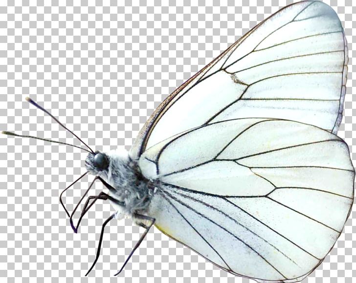 Butterfly Nymphalidae Insect Moth Pieridae PNG, Clipart, Animals, Brush Footed Butterfly, Butterflies And Moths, Creative Ads, Creative Artwork Free PNG Download