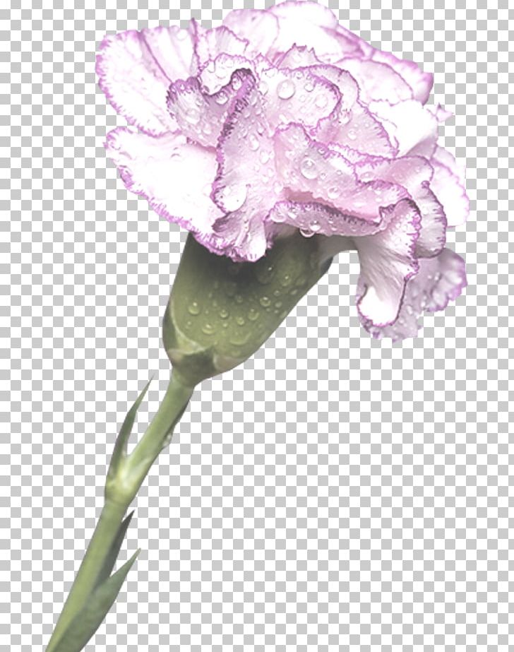 Carnation Cut Flowers PNG, Clipart, Cut Flowers, Dianthus, Flora, Floral Design, Flower Free PNG Download