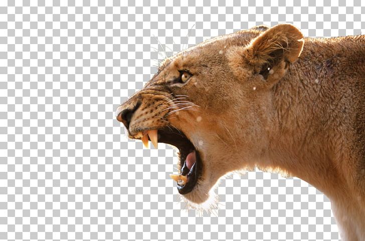 Lion Desktop Anger Tiger Roar PNG, Clipart, Aliexpress, Anger, Animals, Big Cats, Carnivoran Free PNG Download