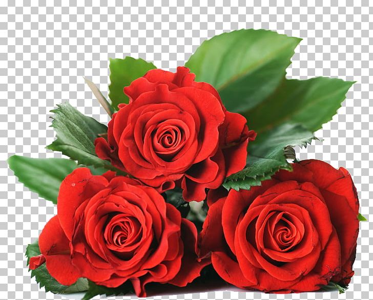 Rose Desktop Stock Photography PNG, Clipart, Cut Flowers, Desktop Wallpaper, Floribunda, Flower, Flower Arranging Free PNG Download