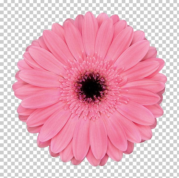 Transvaal Daisy Cut Flowers Chrysanthemum Floristry PNG, Clipart, Art Deco, Assortment Strategies, Atlanta, Chrysanthemum, Chrysanths Free PNG Download