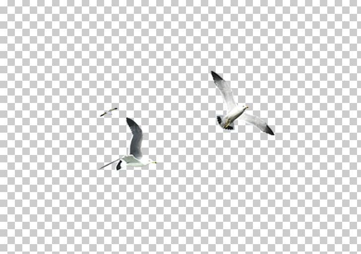 Water Bird Beak Font PNG, Clipart, Animals, Beak, Bird, Bird Cage, Birds Free PNG Download