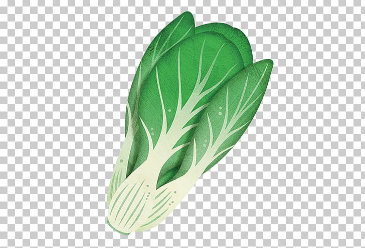 Bok Choy Leaf Vegetable Chinese Cabbage Plant PNG, Clipart, Bok Choy, Brassica, Brassica Rapa, Cabbage, Chinese Cabbage Free PNG Download