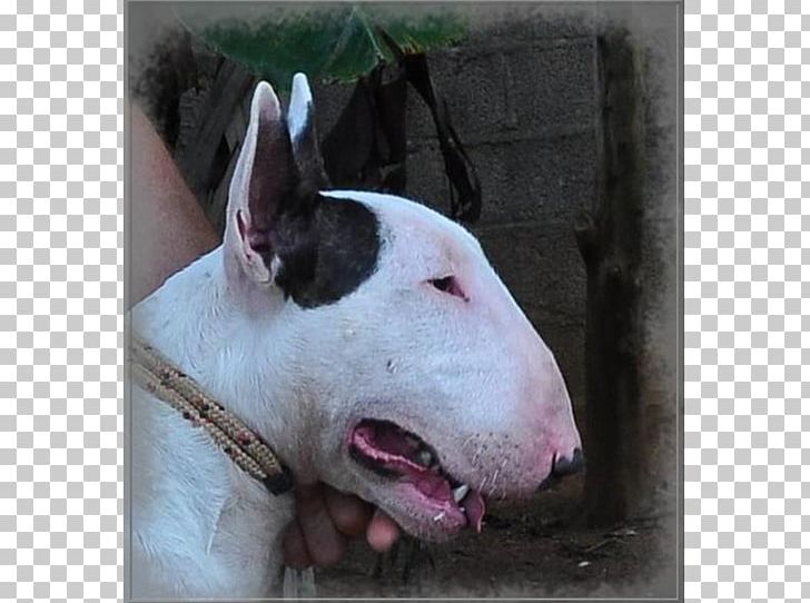 Bull Terrier (Miniature) American Pit Bull Terrier Bull And Terrier Old English Terrier PNG, Clipart, American Pit Bull Terrier, Barracuda, Breed, Bull, Bull And Terrier Free PNG Download