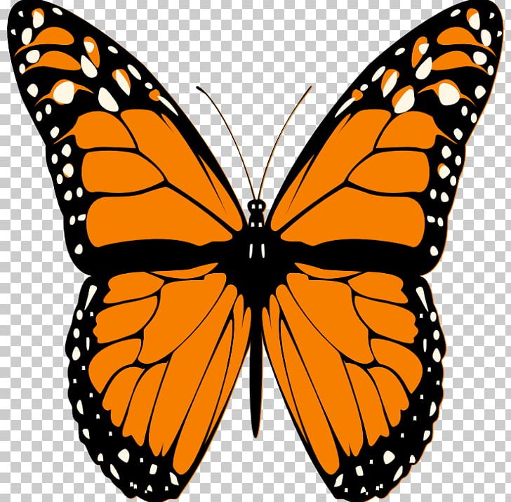 Monarch Butterfly Insect Viceroy Caterpillar PNG, Clipart, Animal Migration, Arthropod, Belenois Aurota, Biological Life Cycle, Brush Footed Butterfly Free PNG Download