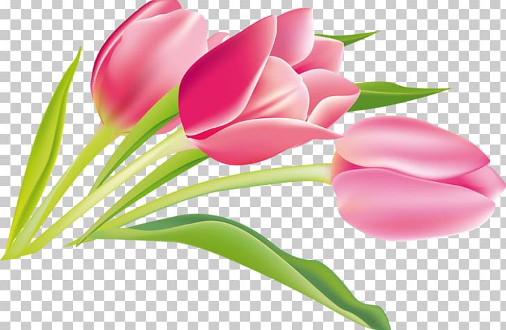 Tulip Cut Flowers Summer Hit Plant Stem PNG, Clipart, Bud, Cut Flowers, Flower, Flowering Plant, Flowers Free PNG Download