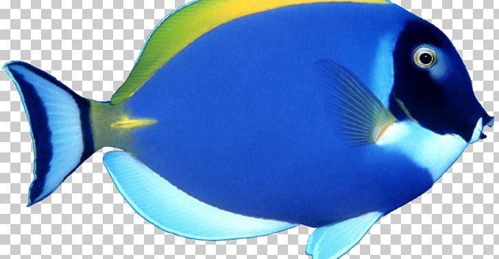 Angelfish PNG, Clipart, Angelfish, Animals, Blue, Clip Art, Cobalt Blue Free PNG Download