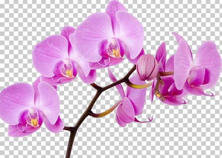 Moth Orchids Flower Singapore Orchid PNG, Clipart, American Orchid Society, Boat Orchid, Cattleya Orchids, Cut Flowers, Dendrobium Free PNG Download