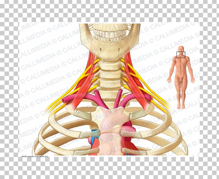 Nerve Cervicobrachial Neuralgia Scalene Muscles Brachial Plexus Anatomy PNG, Clipart, Anatomy, Anterior Scalene Muscle, Arm, Brachialis Muscle, Brachial Plexus Free PNG Download