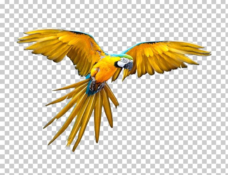 Parrot Bird Flight Scarlet Macaw PNG, Clipart, Animals, Beak, Bird, Bird Flight, Common Pet Parakeet Free PNG Download
