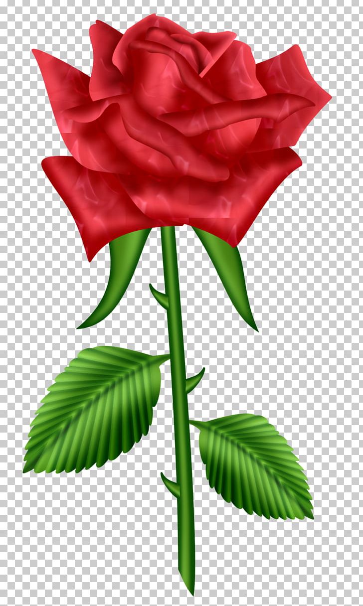 Rose PNG, Clipart, Bud, China Rose, Cut Flowers, Flora, Floribunda Free PNG Download